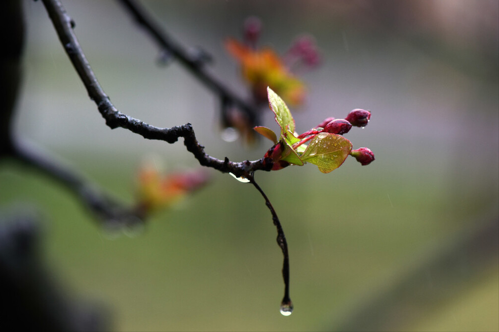 春雨淅沥，润泽万物，五首写春雨的经典古诗，你可以都背下来吗？