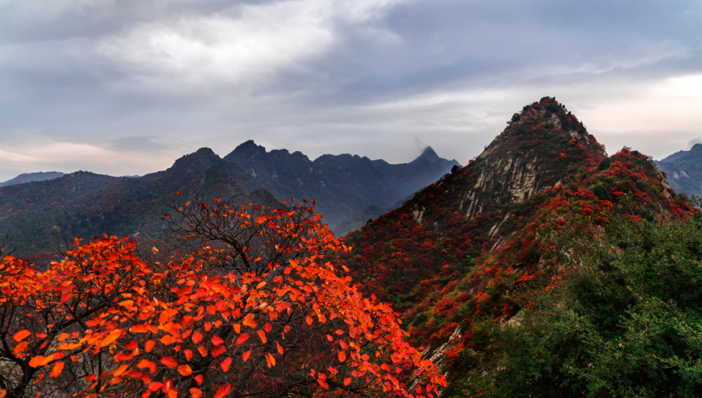 古诗山行的诗意，十二首有关山行的诗词，欣赏山中美丽的秋色