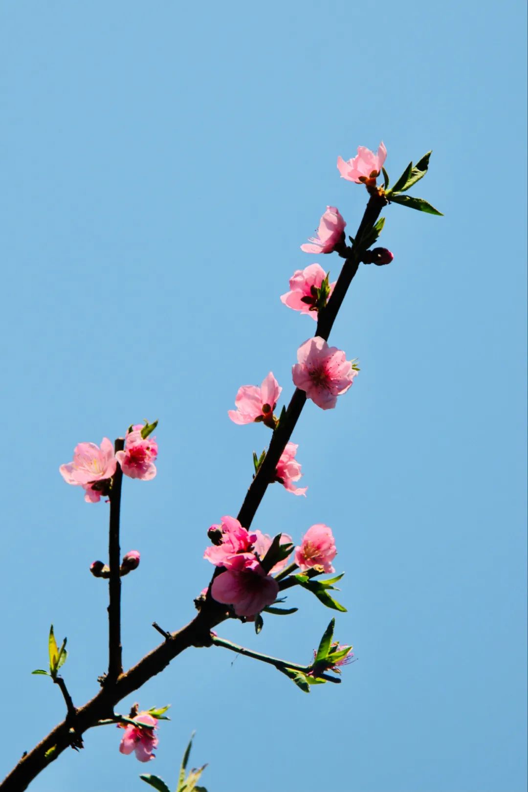6首最美桃花诗词：桃之夭夭，惊艳了整个春天