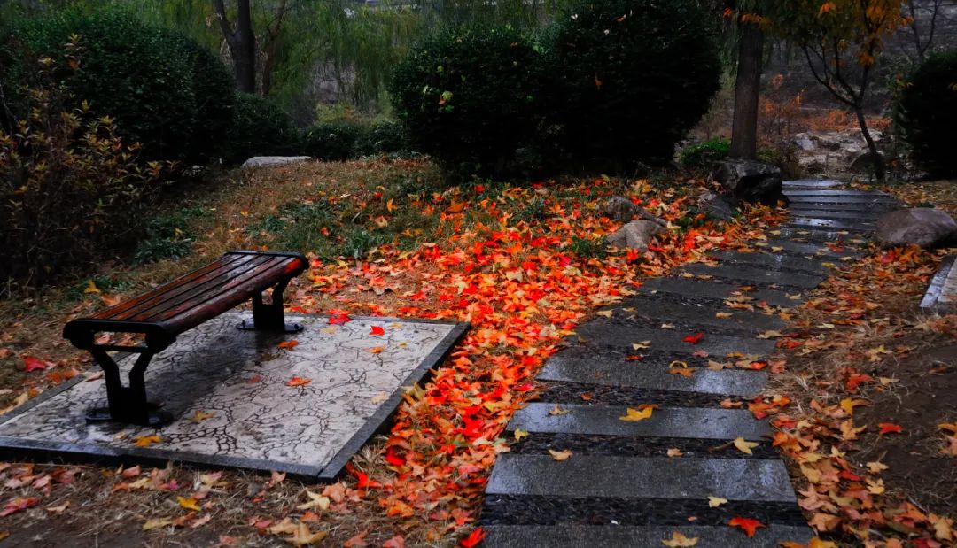 10首最美秋雨诗词，清秋有梦，雨落成诗，哪一首是你的心情？