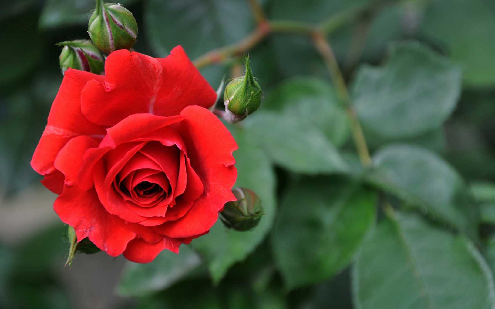 莎士比亚十四行诗：赏玫瑰纯真之美