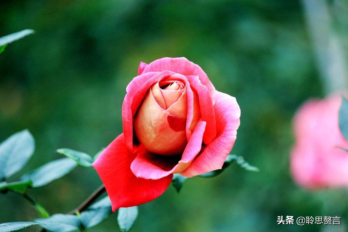 玫瑰花诗词精选二十首 蛇珠千枚，不及玫瑰，采赠佳人，不用琼玖