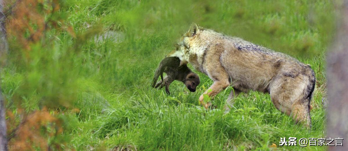 老猎人口述真实故事：求生的母狼「民间故事」