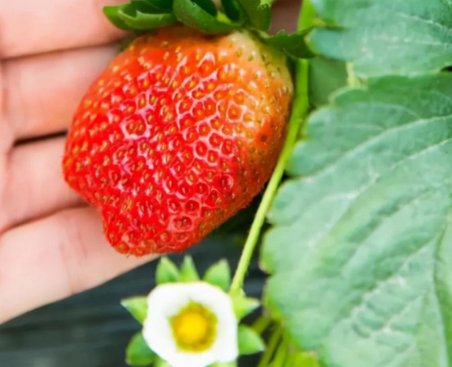 去果园摘草莓很开心的说说 天气好摘草莓的开心句子