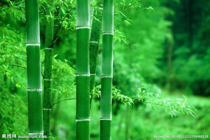 有关赞美竹子精神的句子有哪些（竹子的气节和品格的短句大全）