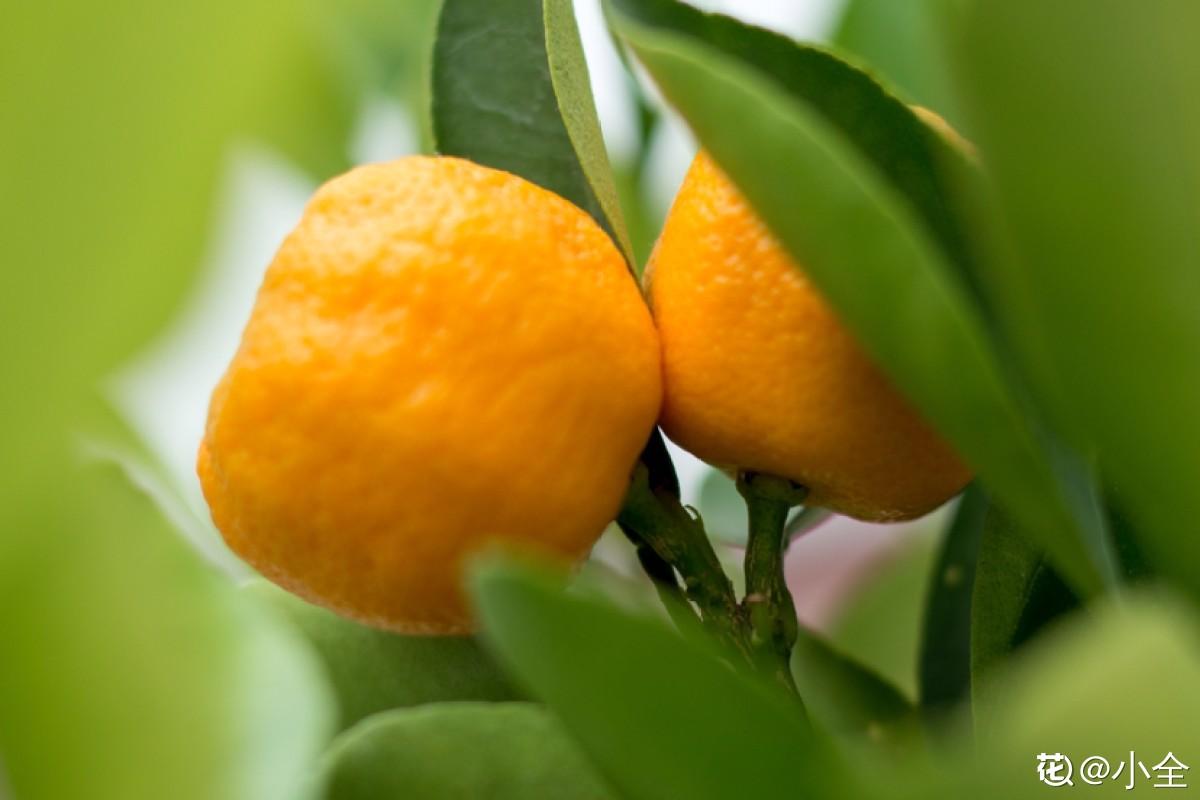 橘子的味道怎么形容（描写橘子外形和味道的句子）
