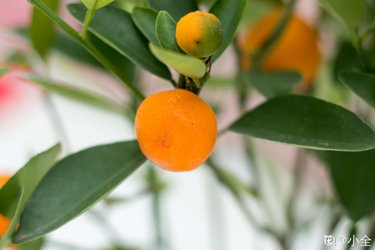 橘子全身都是宝，不光味道好，用来养花效果超棒