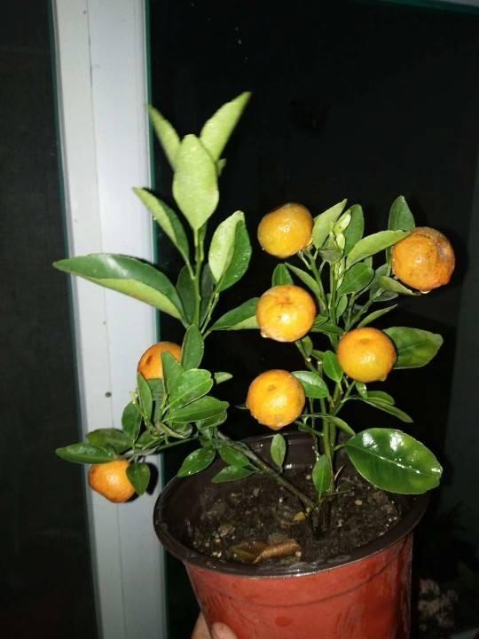 橘子全身都是宝，不光味道好，用来养花效果超棒